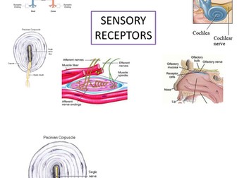 A2 OCR Biology 5.3 Neuronal Communication / Neurones / Action Potentials / Synapses / Summation