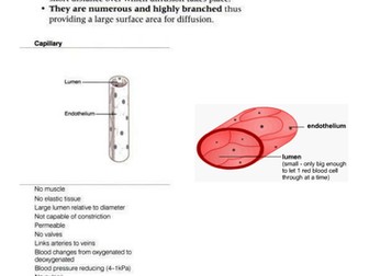 Blood Vessels Structure and Function GCSE/As