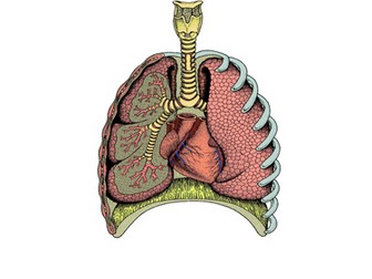 Structure of Respiratory System GCSE/As
