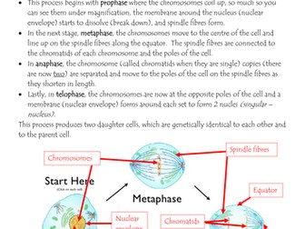 Mitosis activity differentiated for higher and lower Edexcel Combined science /Biology Revision aid