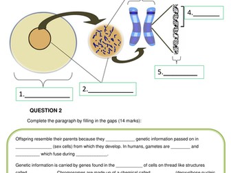 DNA, Chromosomes and inheritance worksheet