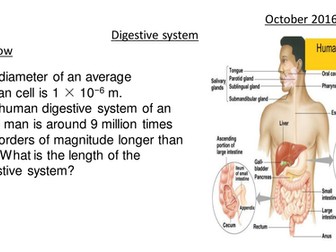 Digestive System KS3