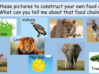 Food Webs