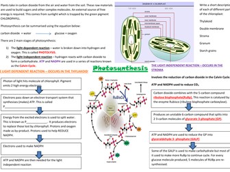 Photosynthesis Mind Map