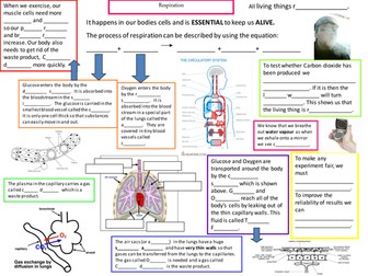 Respiration Mind Map