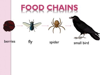 Food Chains Year 5/6