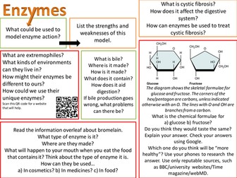 GCSE Biology Enzymes Challenge Wall