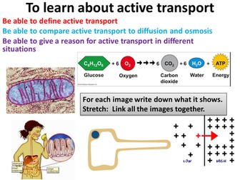 active transport