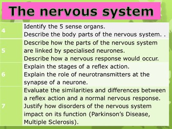 The Nervous System (KS3)