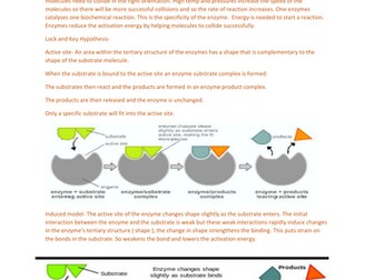 Enzymes- Chapter 4 OCR A BIOLOGY ( A level)