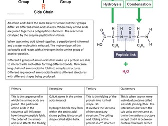 Biological Molecules- Chapter 3 OCR A Biology A level