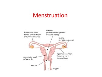 Menstruation