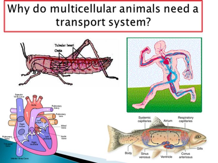 Transport In Animals - NEW SPEC - A Level Biology | Teaching Resources