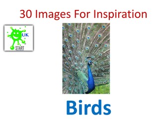 STEAM resource. Images of Birds for Inspiration