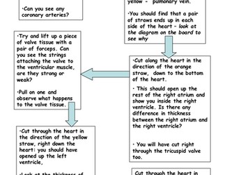 Heart Dissection (GCSE and A-level