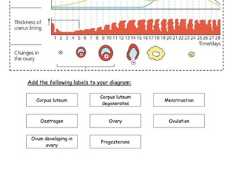 Edexcel Combined Science Mentrual cycle diagram (foundation level)