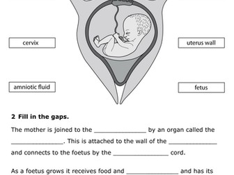Fetal development worksheet answer key image