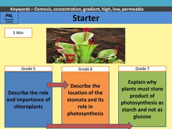 Structure of the leaf