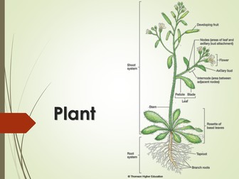 Photosynthesis and respiration of plant -Year 8, KS3