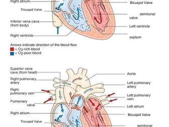 New Spec (2016) OCR GCSE PE Cardiovascular System Scheme of work and resources
