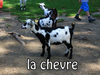 French animal flashcards/posters