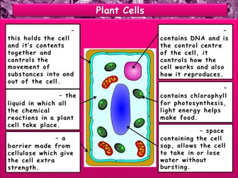 Eukaryotic Cells