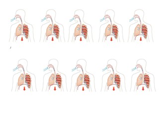 Lungs: Breathing - New Exploring Science