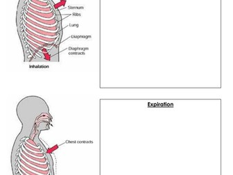 AQA GCSE PE (2016 onwards) Cardio-respiratory system