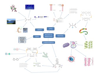 AQA A-level Biology Revision Mindmaps (2015 onwards)