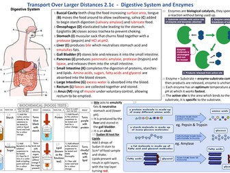 Knowledge Organiser AQA 9-1 GCSE Synergy - Digestive System and Enzymes