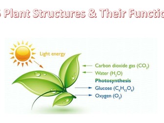 B6 Plant Structures and their functions