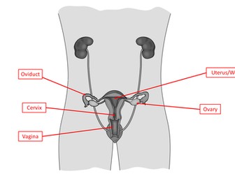 KS3 Science understanding the female reproductive system