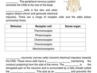 The nervous system: Structure & function