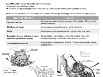 IGCSE BIOLOGY: 11 /12 Gas Exchange & Respiration/13 Excretion