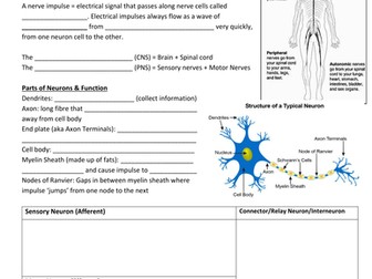 IGCSE Biology: 14 Nervous Control / Hormones / Plant Hormones