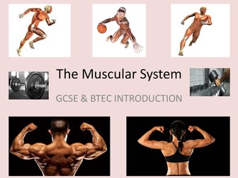 GCSE PowerPoint - An Introduction to the Muscular System