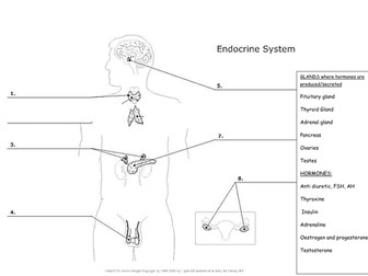 Endocrine glands and hormones body diagram worksheet