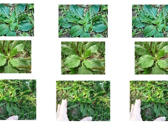 AQA Biology *2017 Spec* Ecology Lesson 4; Sampling and Required Practical