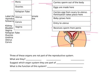 Reproductive Systems Worksheet