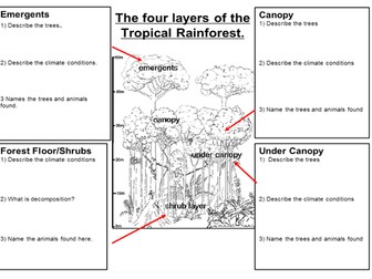 Ecosystems Lesson 5 - Structure of the Rainforest