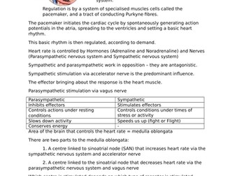 Heart Rate Control - The Brain