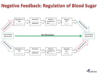 Negative Feedback: Control of blood sugar