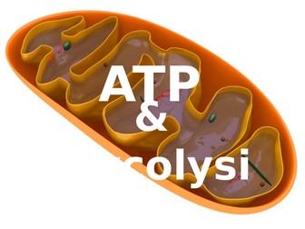 Aerobic respiration - OCR