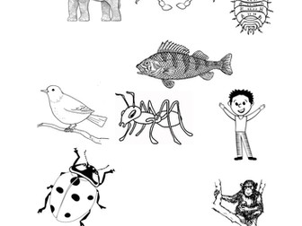 Sorting skeletons activity