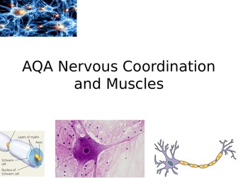 New Spec AQA A2 - Nervous coordination and muscles