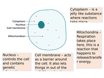 KS3 lesson on Animal cells