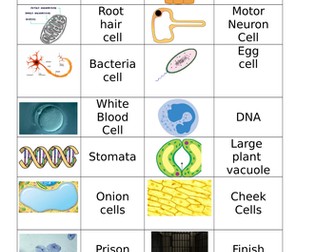 Dominoes Revision Game  on cells and specialised cells.