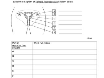 Grade 7 Reproductive System Quiz