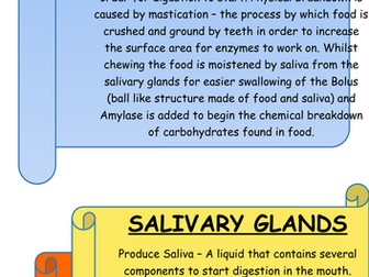 DIGESTIVE SYSTEM POSTER + LABELS