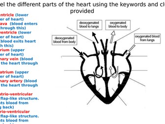 The Heart Diagram Label Worksheets (Differentiated)